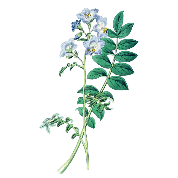 sinyukha-golubaya-trava-polemonium-caeruleum-logo