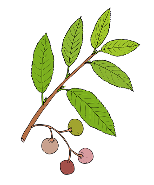pidzheum-logo