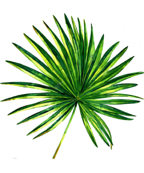 palma-sabel-logo