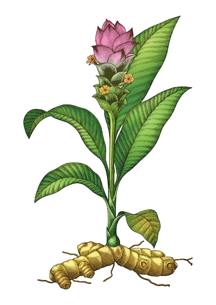 ekstrakt-kornya-kurkumy-95-kurkumin-logo