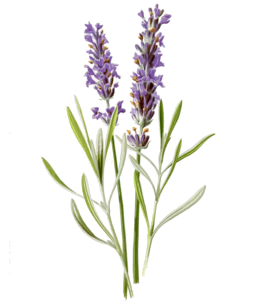 lavanda-logo