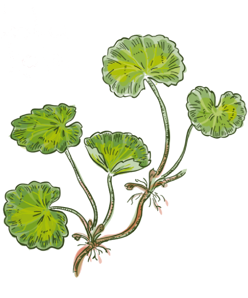 gotu-kola-logo