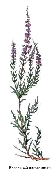 veresk-obyknovennyy-trava-calluna-vulgaris-logo