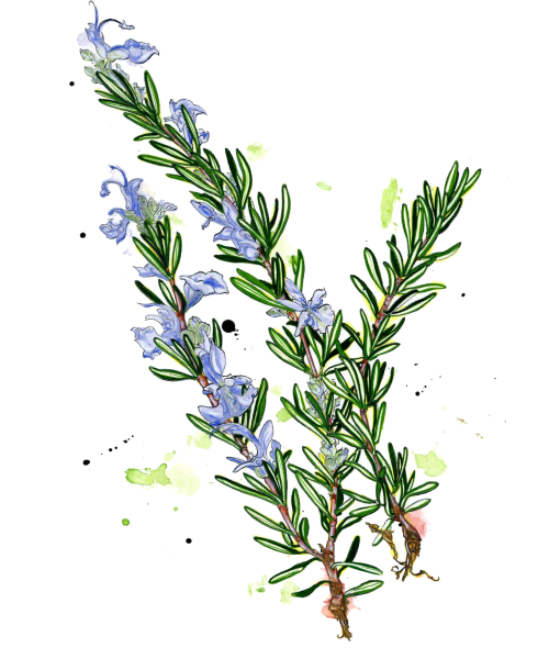 efirnoe-maslo-rozmarina-logo