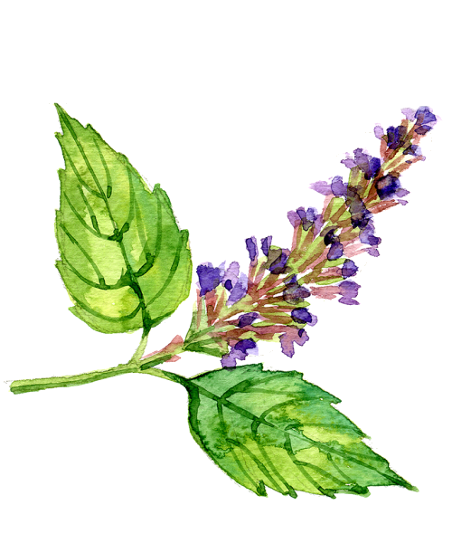 pachuli-logo