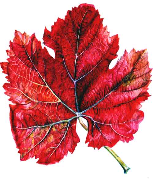 krasnye-listya-vinograda-logo
